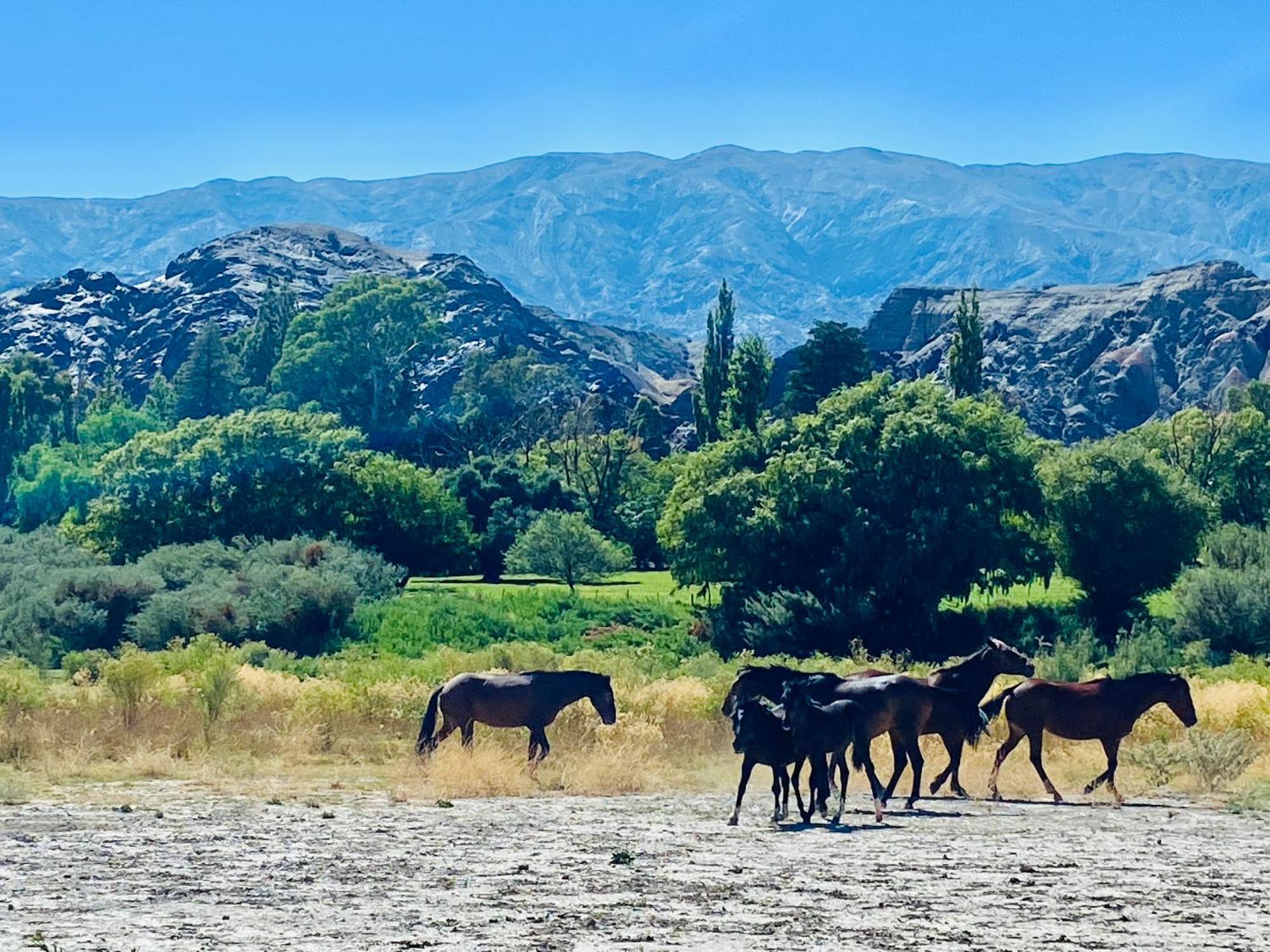 Finca Tierra Calma Casa 1 Barreal Eksteriør bilde